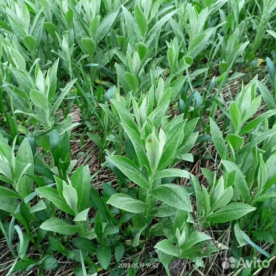 Василек многолетний