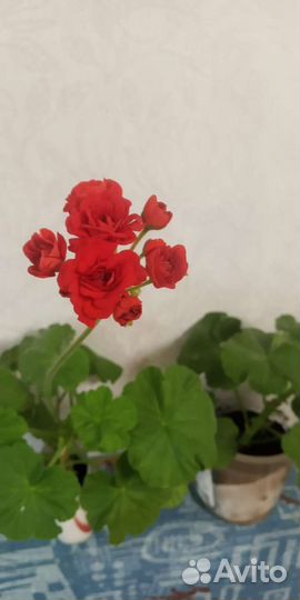 Герань пеларгония