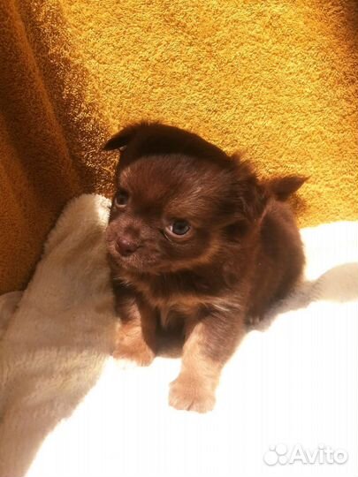 Мальчик чих