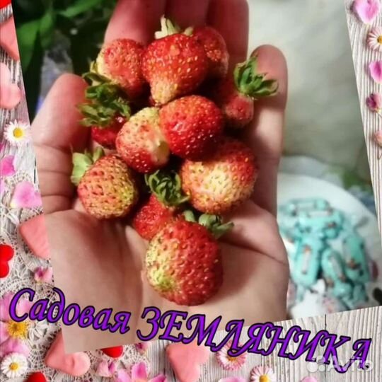 Земляника садовая