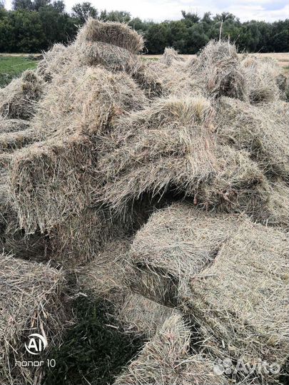 Сено в тюках 2023