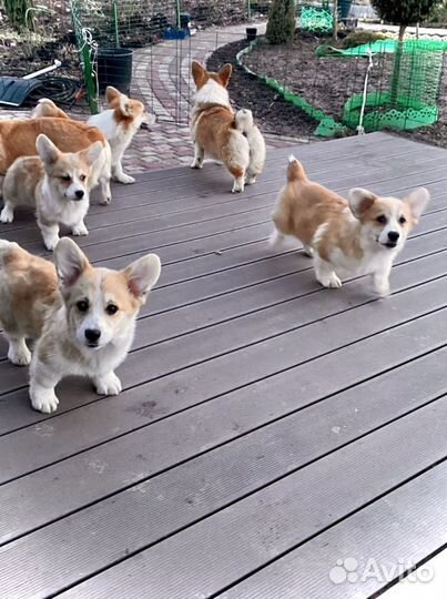 Вельш корги пемброк