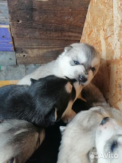 Щенки сибирской хаски