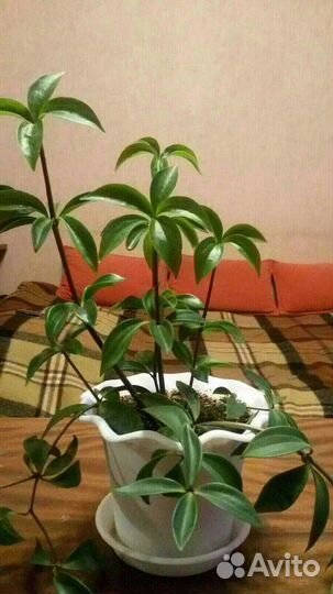 Комнатные растения