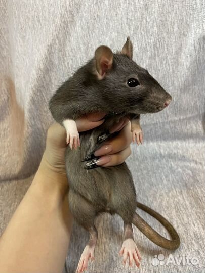 Крыса дамбо с клеткой