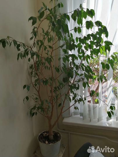 Фикус бенджамина большой