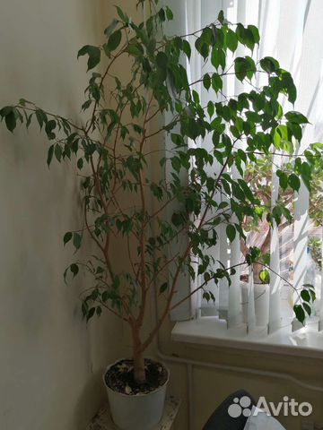 Фикус бенджамина большой