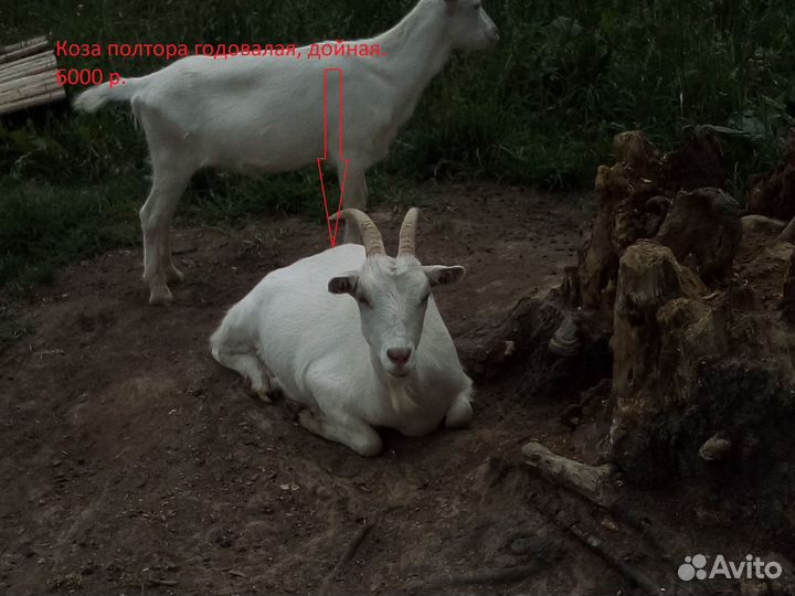 Коза дойная 3 литра в день
