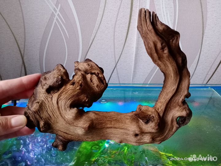 Коряга мопани