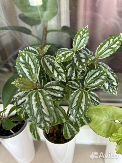 Комнатные растения цветы