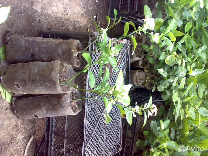 Продам Цитрусовые растения