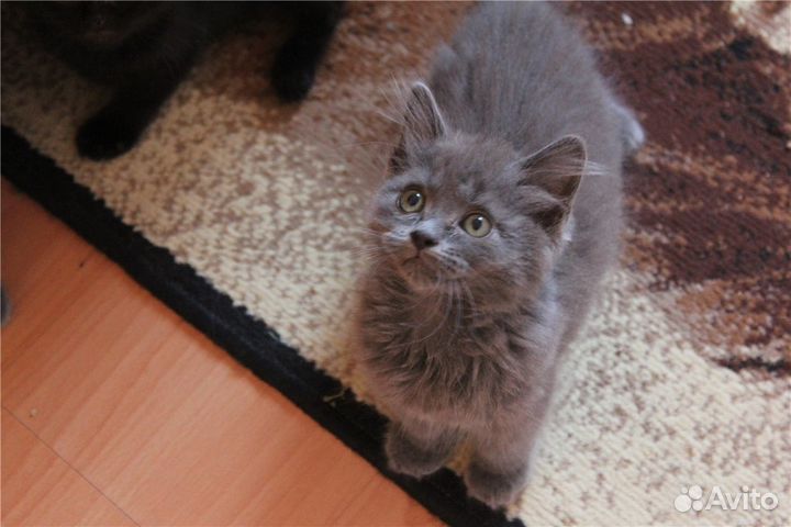 Блю-Маленький дымчато-голубой мальчик 1.5мес