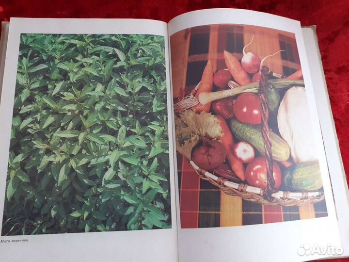 Книга юным овощеводам