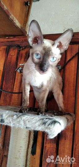 Кошка corniche рекс