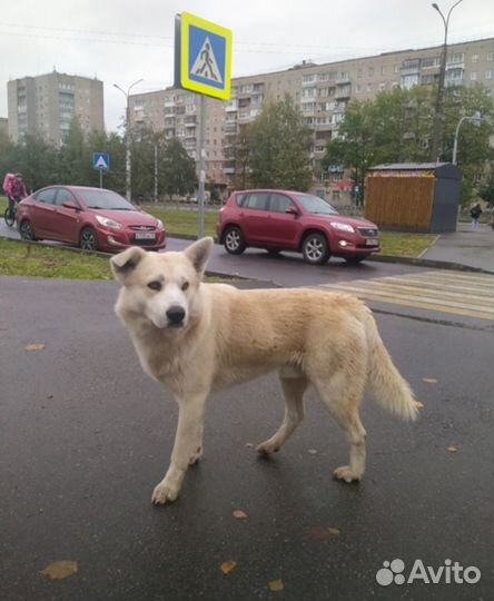 Собака в дар