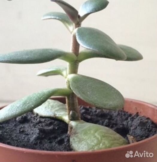 Продам денежное дерево