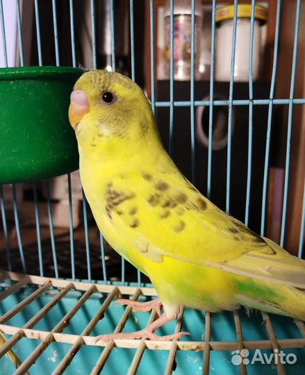 Волнистики