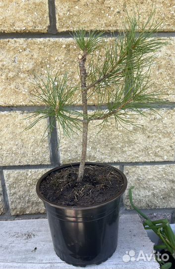 Сибирский кедр привитый