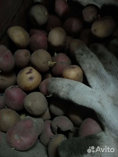 Картофель семенной