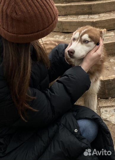 Передержка домашних животных