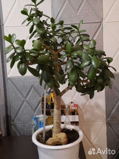 Красула толстянка денежное дерево