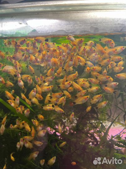 Водорослиед,пицилии,аманда