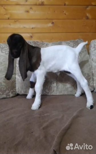 Козлята камори