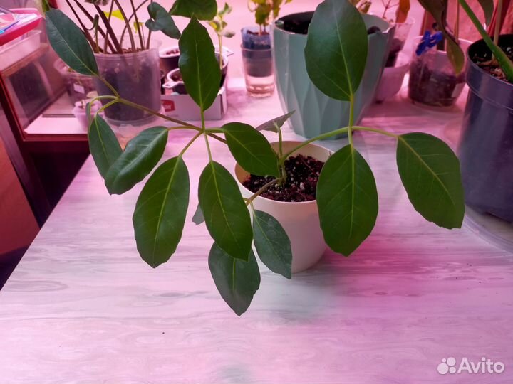 Цветы домашние