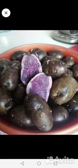 Семена томатов, лилейник