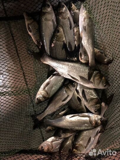 Живая рыба толстолобик