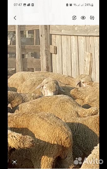 Овцы бараны