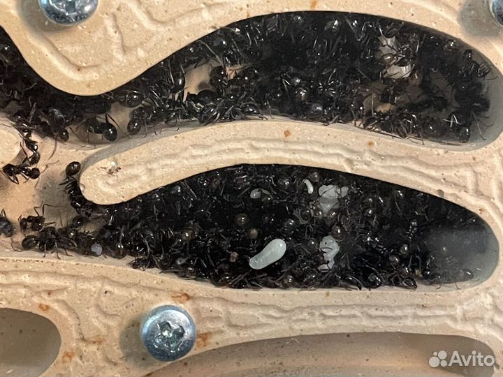 Муравьиная ферма с муравьями