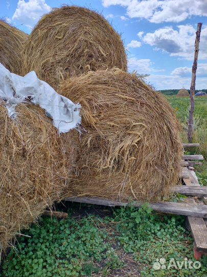 Продам сено в рулонах
