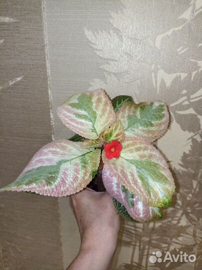 Эписции акварельные