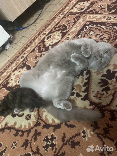 Отдам кошку в добрые руки