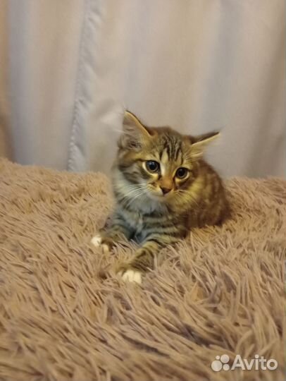 Сибирская кошка бесплатно