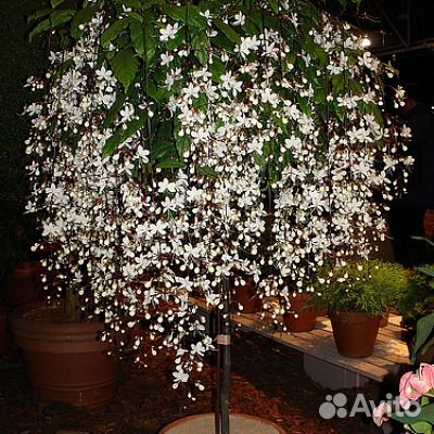 Новинки Клеродендрумы сортовые