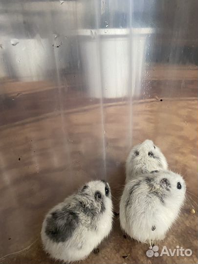 Джунгарский хомяк