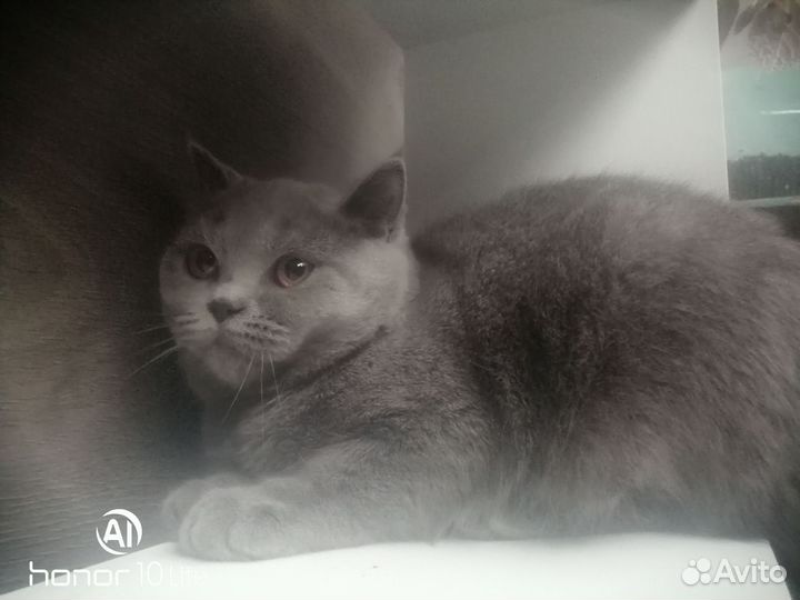 Молодая кошечка