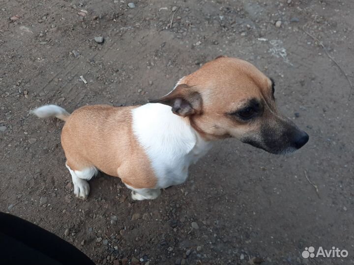 Джек рассел терьер девочка