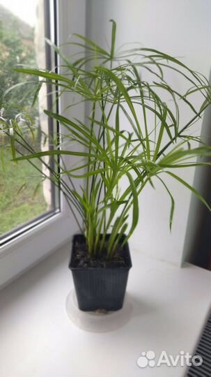 Комнатные растения