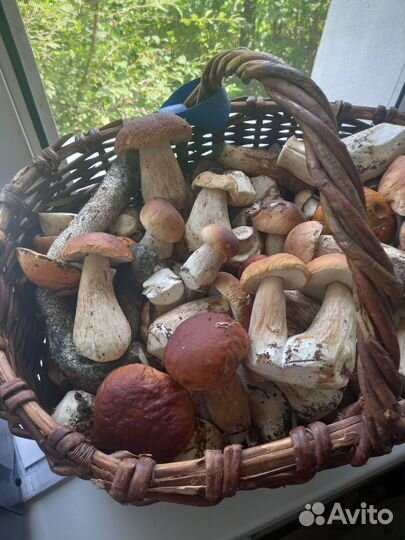 Белые грибы