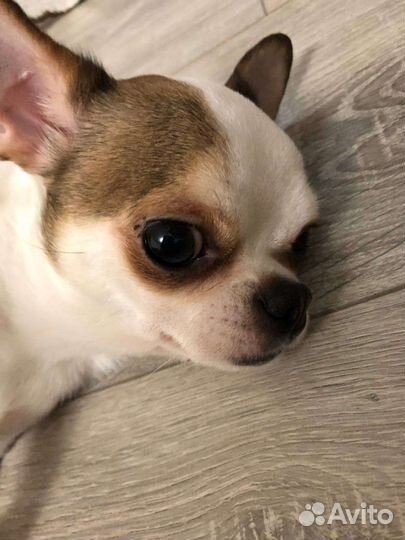 Чихуахуа мини