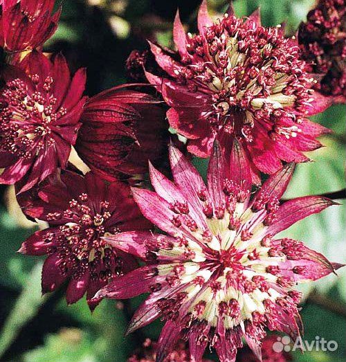 Астранция большая Ruby Cloud Саженцы, Рассада