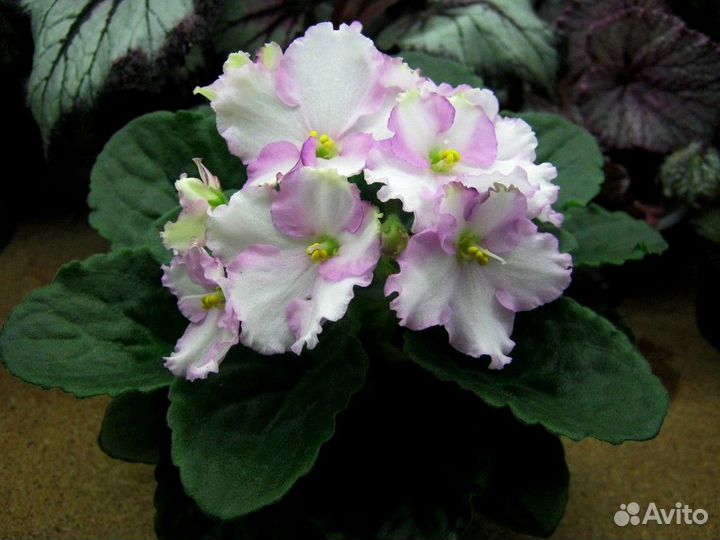 Фиалки сортовые