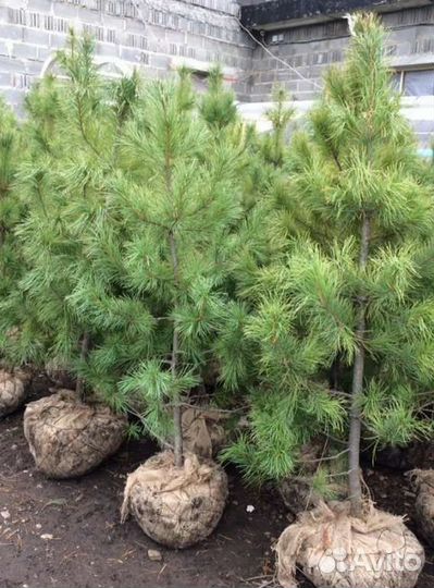 Саженцы Сибирского Кедра