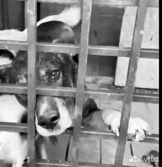 Собака в беде