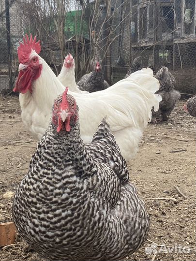 Куры мехеленская кукушка