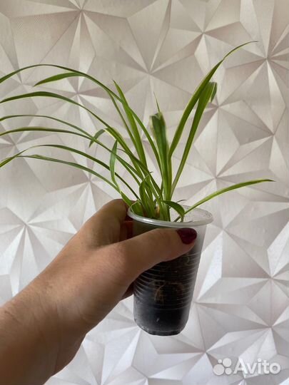 Хлорофитум