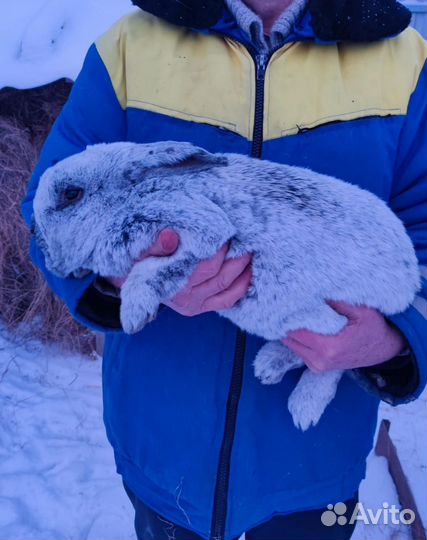 Кролики полтавское серебро